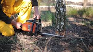 How Our Tree Care Process Works  in  Cleveland, WI